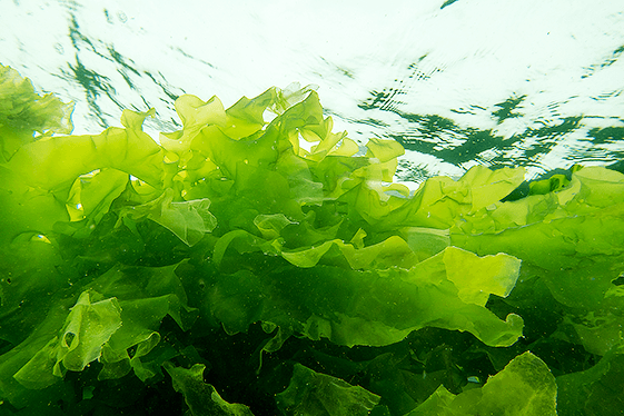 Ulva seaweed